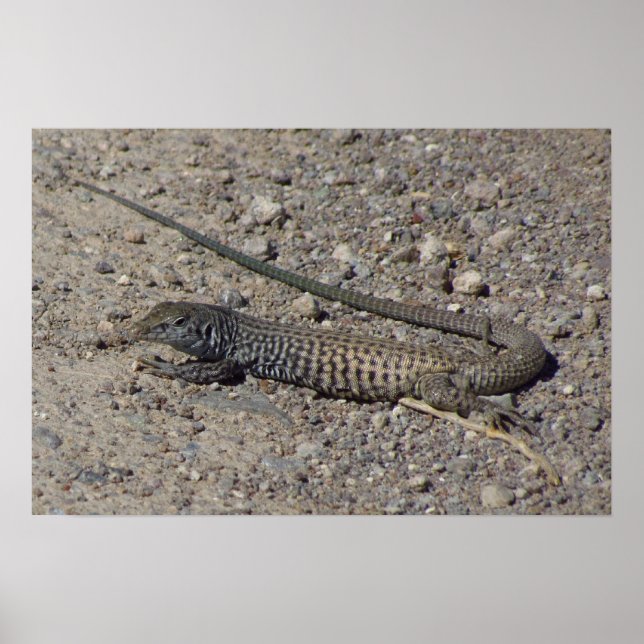 Póster Whiptail Ocidental (Frente)