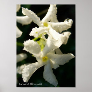 Póster white001