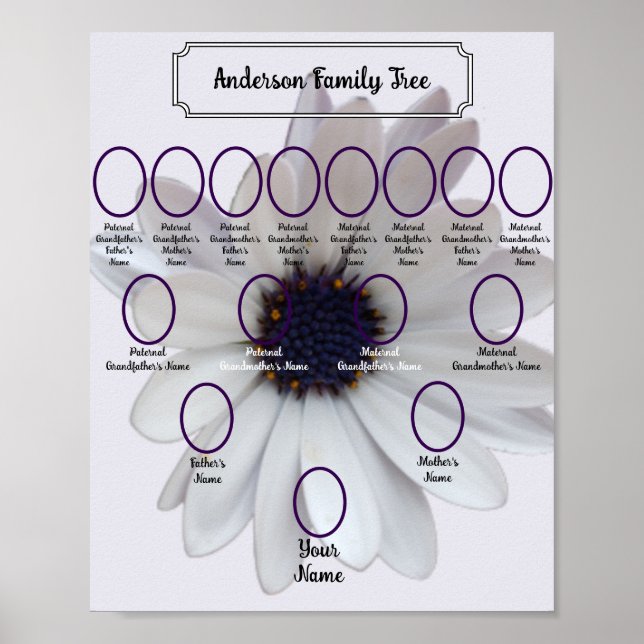 Poster White African Daisy Oval Ancestor Photos (Frente)