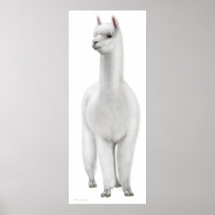 Poster White Alpaca Print