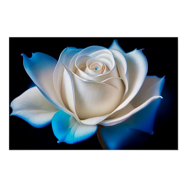 Póster White and Blue Rose (Frente)