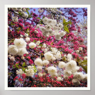 Póster White and pink spring blossom in Wales