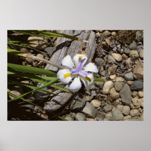 Póster White and Purple