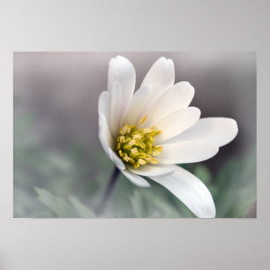 Póster White Anemone
