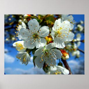 Póster White apple blossom