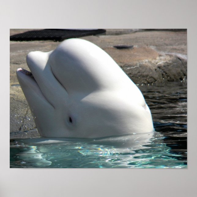 Poster White Baby Beluga (Frente)
