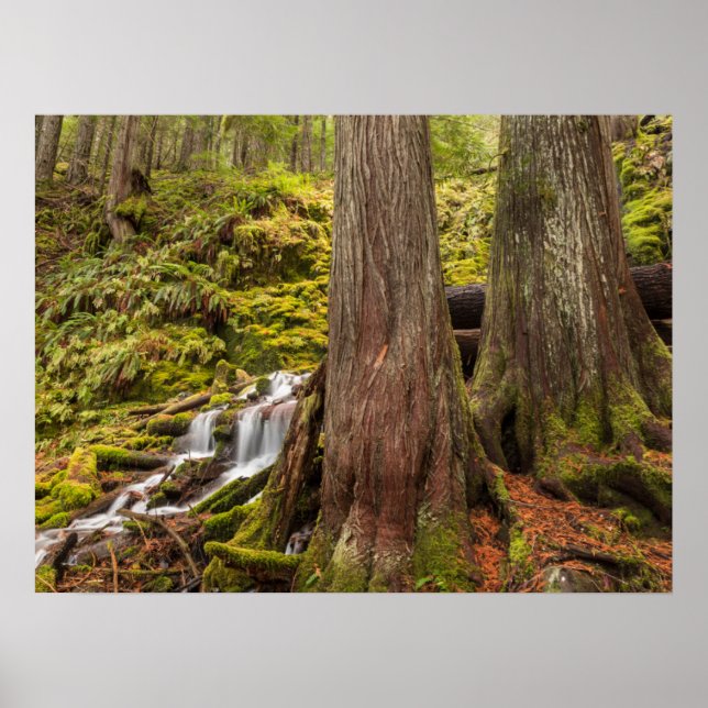 Poster White Branch Falls, Oregon Cascades, Oregon (Frente)