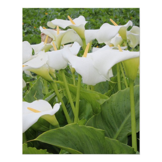 Póster White Calla Lily (Frente)