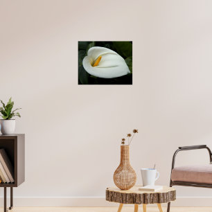 Poster White Calla Lily Floral Fotografia