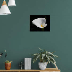 Poster White Calla Lily Floral Fotografia
