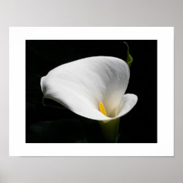 Poster White Calla Lily Floral Fotografia
