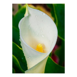 Póster White Calla Lily Macro Botanical Photo Nature Art