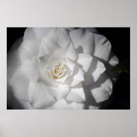 White Camellia