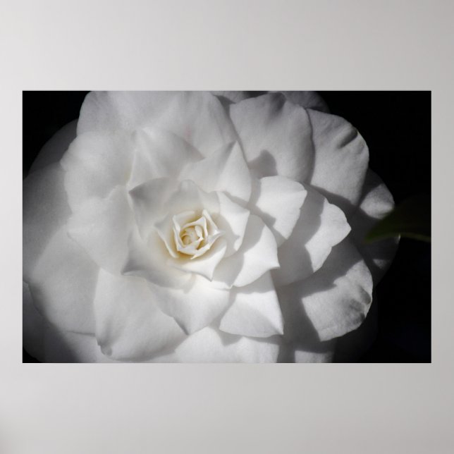 Poster White Camellia (Frente)