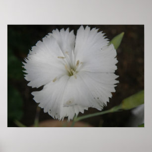 Póster White Carnation Print