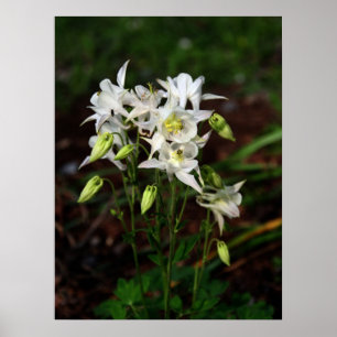 Póster White Columbine with Bee
