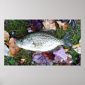 Póster White Crappie