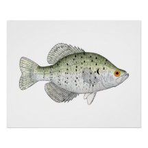 White Crappie