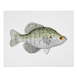 Póster White Crappie