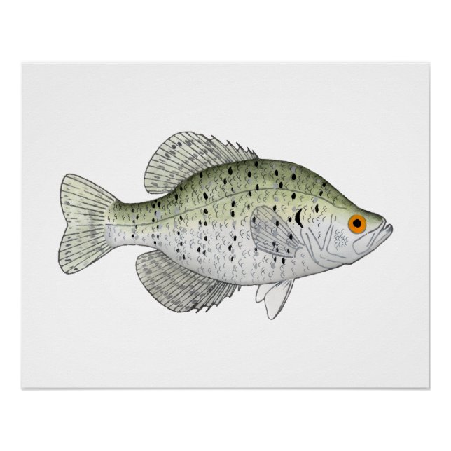 Póster White Crappie (Frente)