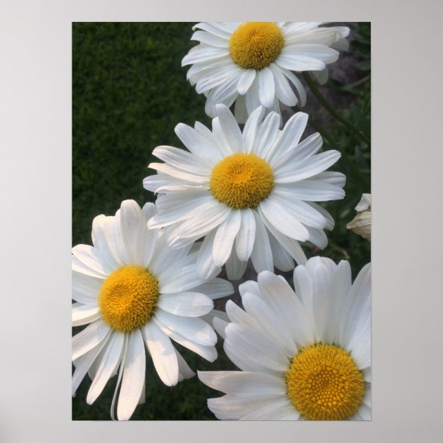 Poster White Daisies (Frente)
