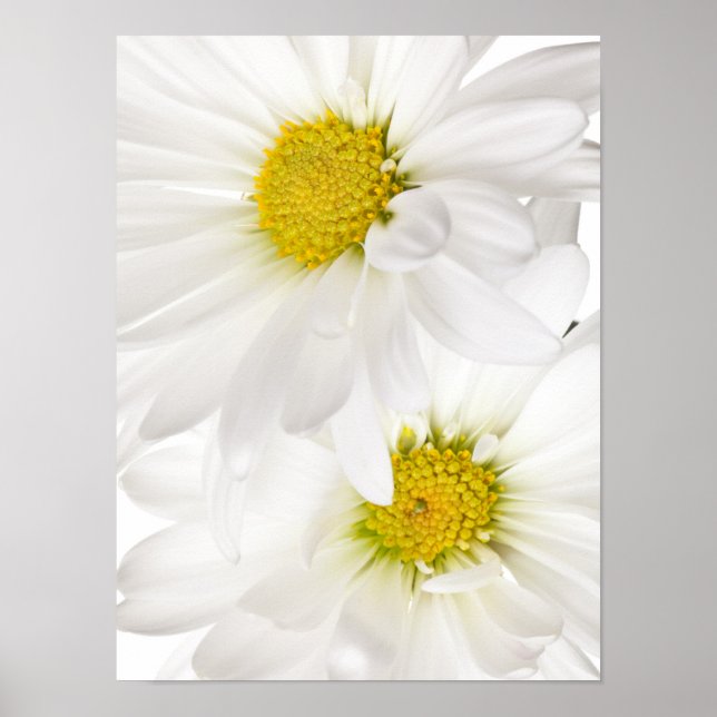 Póster White Daisies - Modelo personalizada da margarida (Frente)