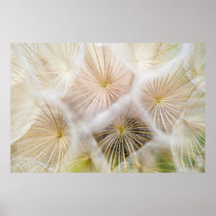 Poster White dandelion flowers