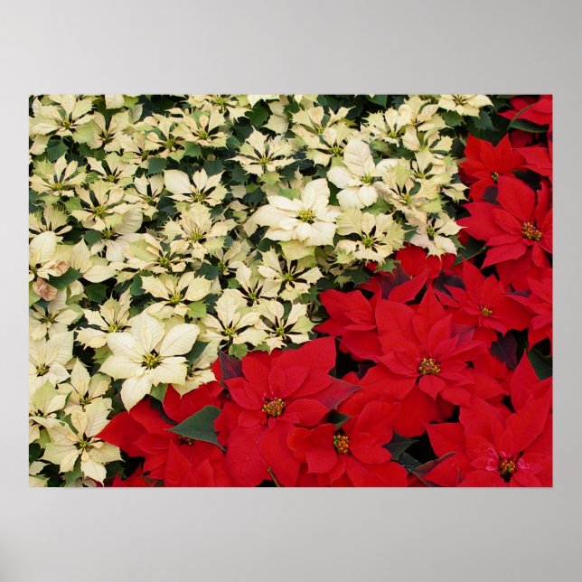 Póster White e Red Poinsettias I Feriado Floral (Frente)