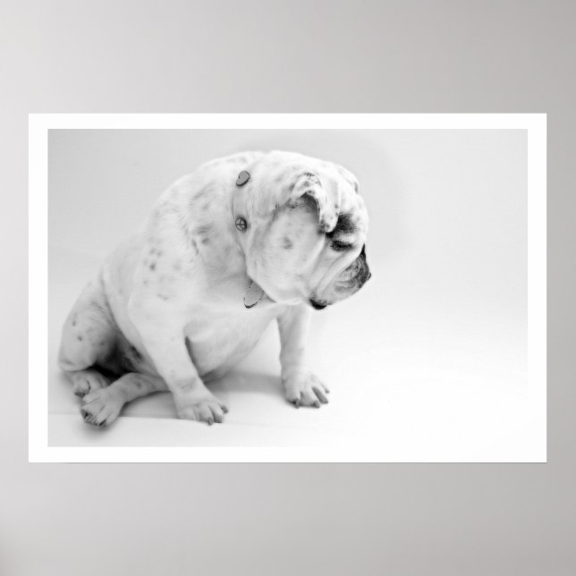 Poster White English Buldogue Sitting (Frente)