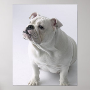 Póster White English Bulldog sentado em estúdio,