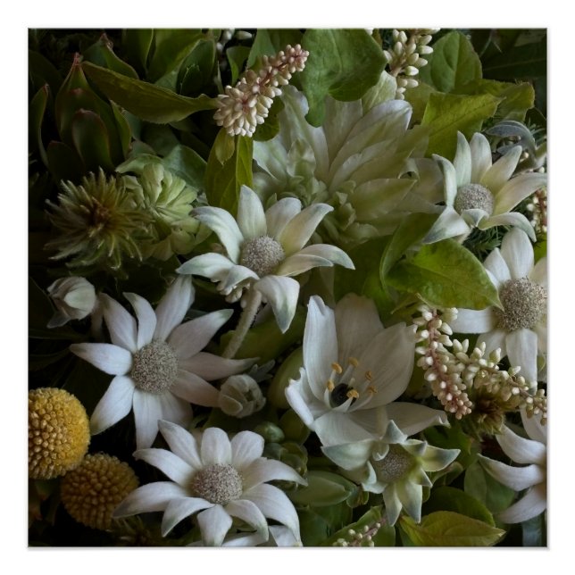 Póster White Flannel Flower, Arabicum & Phylica Botanical (Frente)