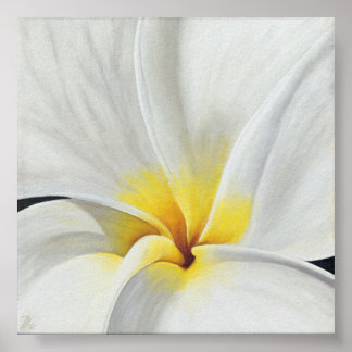 Póster White Frangipani