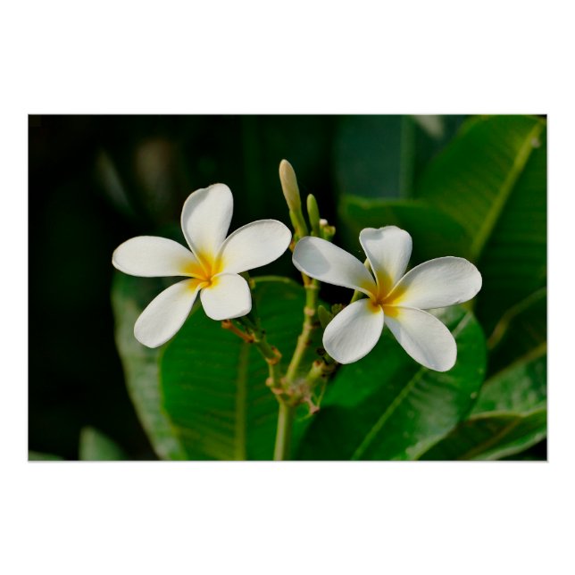 Póster White Frangipani (Frente)