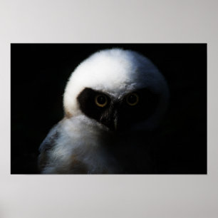 Póster White Fuzzy Owl with Piercing Gaze