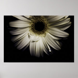 Poster White Gerber Daisy