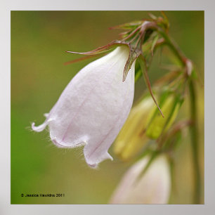 Poster White Harebell
