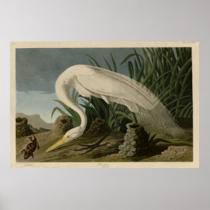 Poster White Heron, Egret Excelente, Aves de Audubon da A