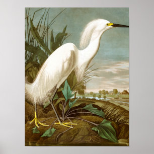 Poster White Heron por John James Audubon