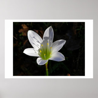 Póster White Lilly