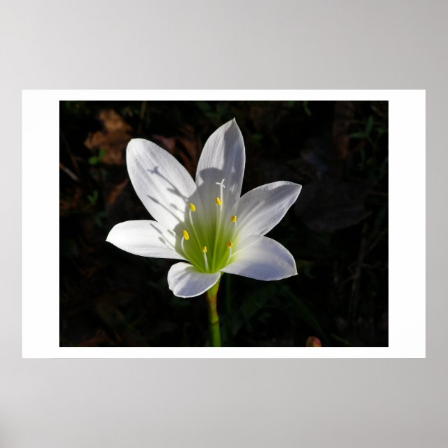 Póster White Lilly (Frente)