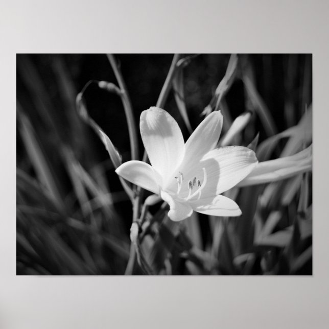 Póster White Lily (Frente)