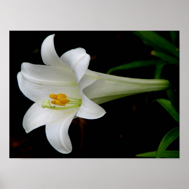 Póster White Lily (Frente)