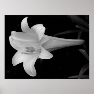 Poster White Lily