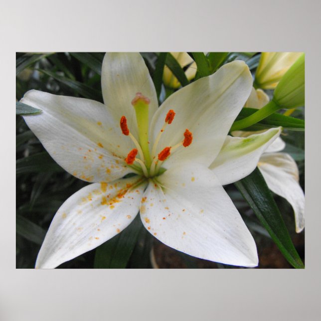 Póster White Lily (Frente)