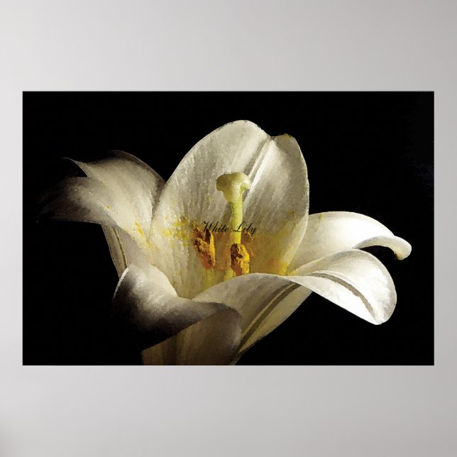 Póster White Lily 2 (Frente)
