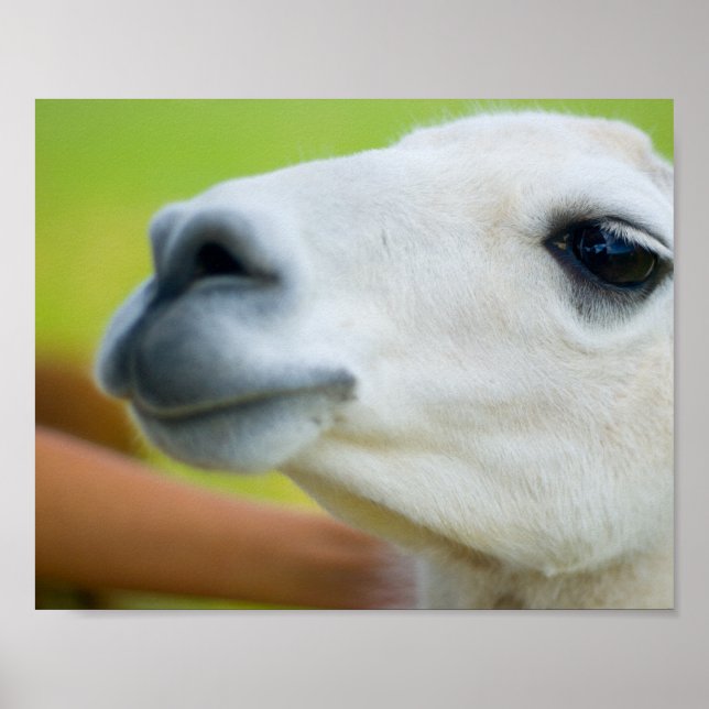 Poster White Llama (Frente)