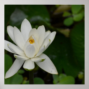 Póster White Lotus