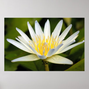 Póster White lotus