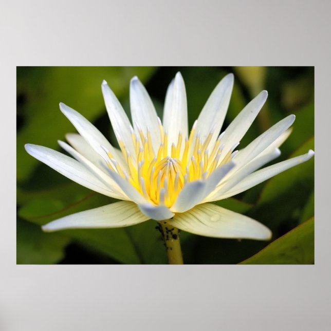 Póster White lotus (Frente)