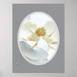 Poster                          White Magnolia           